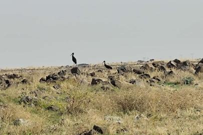 Diyarbakır’da leylek göçü başladı: Göç yolundaki kara leylekler dikkat çekti