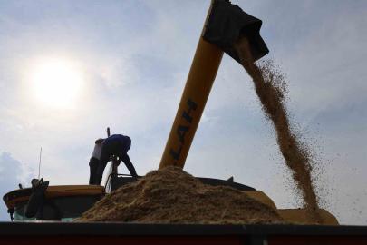 Diyarbakır’ın tescilli Karacadağ pirinci hem biçerdöverle hem de imece usulü biçiliyor