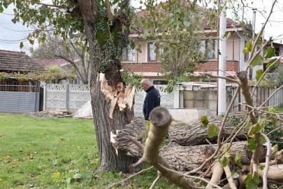 Düzce’de fırtınada devrilen ağaçlar kaldırılıyor