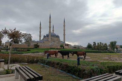 Edirne’de Selimiye Meydanı’nda başıboş atlar görenleri şaşırttı