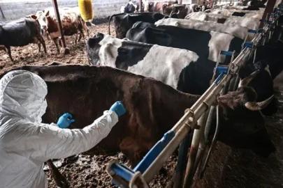Elbistan’da 5 mahallede şap karantinası: Hayvan giriş ve çıkışları yasaklandı