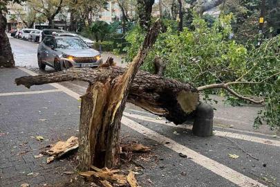 Erdek’te fırtına ağacı gövdesinden kırdı
