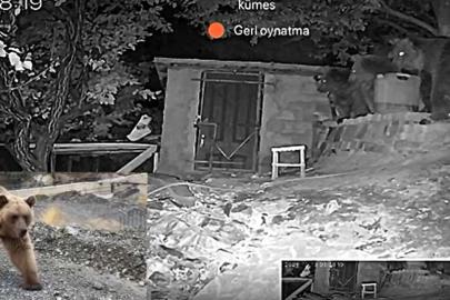 Erzincan’da 3 ayı bağ evinin bahçesine girdi