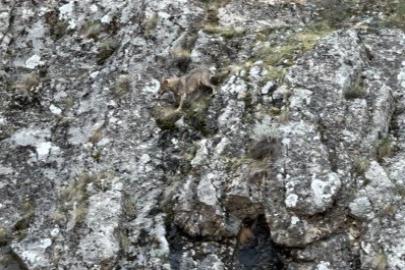 Erzincan’da kurtlarla yaban keçilerinin amansız mücadelesi kamerada