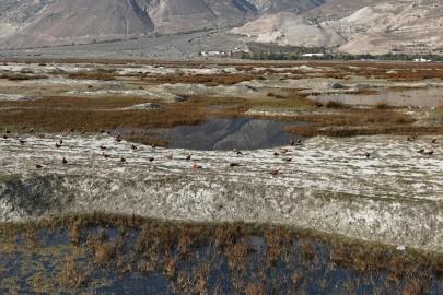 Erzincan’da Kuş Cenneti’nde göç öncesi son görüntüler