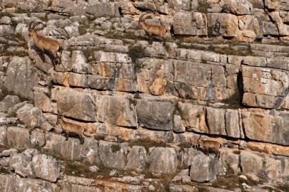 Erzincan’da yaban keçileri Munzur Dağları’nda görüntülendi