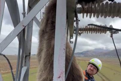 Erzurum’da elektrik direğine çıkan yavru bozayı akıma kapılarak telef oldu