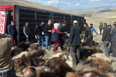 Erzurum’da hayvan yüklü tır devrildi: 130 küçükbaş hayvan telef oldu