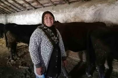 Erzurum’un Hınıs ilçesinde "kırsalda bereket" projesi ile ilk buzağılar doğdu