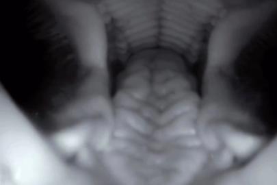Fotokapanı yemeye çalıştı, Domuzun ağzının içi saniye saniye görüntülendi