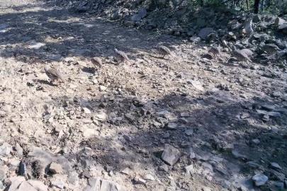 Ganos Dağları’nda keklik sürüsü fotokapanlara yansıdı