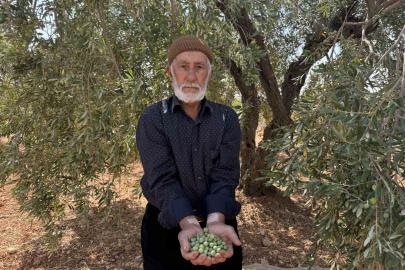 Gaziantep’te sofralık yeşil zeytin hasadı başladı