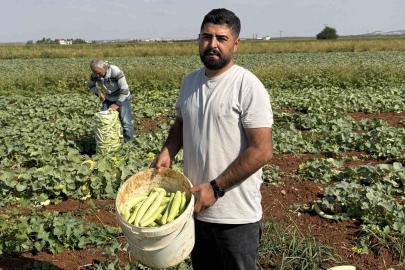 Gaziantep’te turşuluk acur hasadı başladı