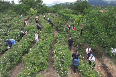 Gül çiçeği taban fiyatı 95 lira olarak belirlendi