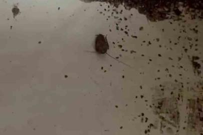 Hamam böceği ve sigara izmaritinden geçilmeyen fırında mide bulandıran görüntüler