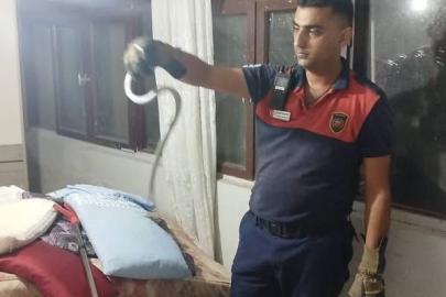 Hatay’da yerleşim yerlerinde görülen yılanlar yakalanarak doğal yaşam alanlarına bırakıldılar