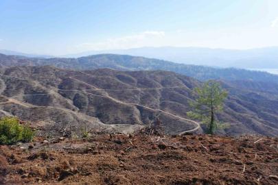 Kahramanmaraş’ta yanan ormanlara 1 milyon fidan dikilecek