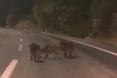 Kahramanmaraş’ta yolda domuz sürüsü