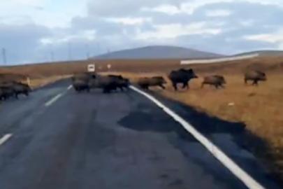 Kars’ta domuz sürüsü görüntülendi