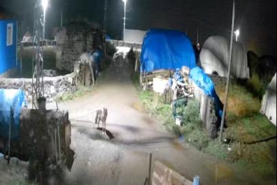 Kars’ta köye inen kurt güvenlik kamerasına yakalandı