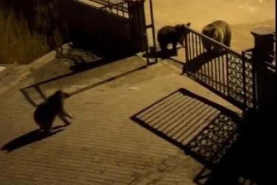 Kars’ta vatandaşın ayıya ile güldüren tepkisi: "Ne buldun da yiyorsun"