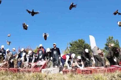 Kastamonu’da doğaya 900 sülün salındı