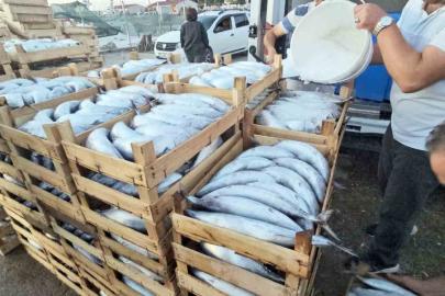 Kastamonu’da palamut bereketi: Kiloluk palamutlar 40 TL’ye satılıyor
