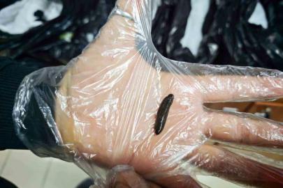 Kayseri’de yasa dışı yollarla ülkeye sokulmak istenen 25 bin adet canlı sülük ele geçirildi