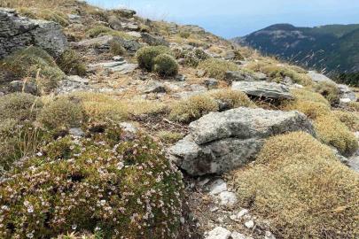 Kaz Dağları’nda yeni bir böcek türü daha keşfedildi