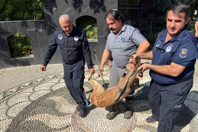 Kemer’de yaralı bulunan dağ keçisi tedavi altına alındı