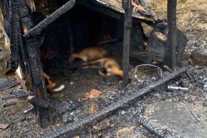 Kocaeli’de ahır yangını: 34 hayvan telef oldu