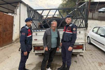 Koçarlı’da çaldığı büyükbaş hayvanları satan şüpheli tutuklandı