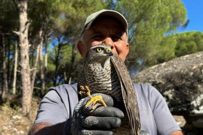 Kuşadası’nda kurtarılan atmaca ve sansar yeniden doğaya bırakıldı