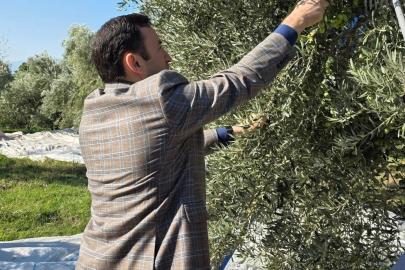 Kuyucak’ta zeytin bahçelerinde hasat mesaisi