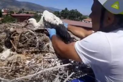 Leylek yuvalarındaki plastik ipler yavruların hayatını tehdit ediyor