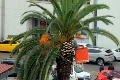 Meydan çevresindeki palmiye ağaçlarına sonbahar-kış bakımı