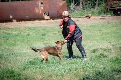 Muğla’nın arama kurtarma köpekleri Tayga ve Foxy görev yeterlilik sınavını geçti
