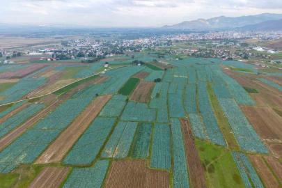 Muş Ovası’nda lahana hasadı başladı: 165 milyon liralık katkı bekleniyor