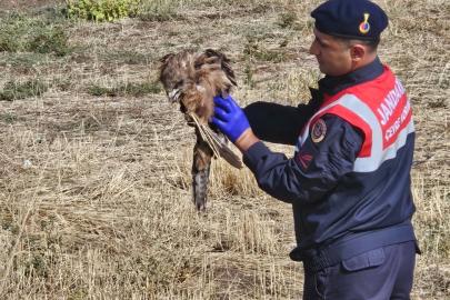 Muş’ta yaralı kızıl şahine jandarma eli