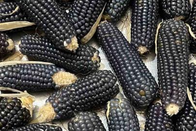 Oltu’nun mısırı da kehribarı gibi simsiyah