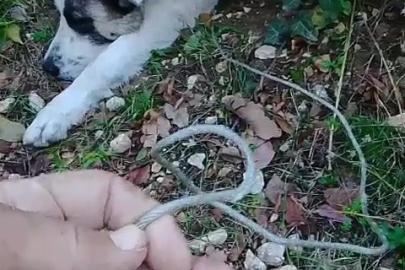 Ormanda tuzağa yakalanan köpeği arama kurtarma ekipleri kurtardı