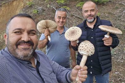 Ormanlık alanda ilginç mantar hasadı