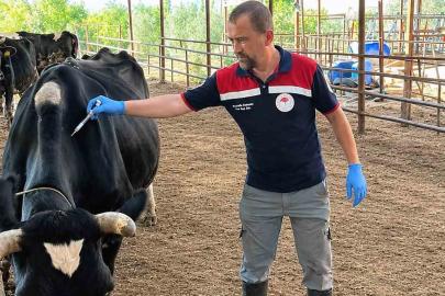 Ortaca’da Şap ve Brucella aşılama çalışması devam ediyor