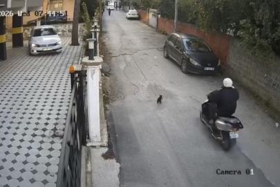 Osmaniye’de motosikletin çarptığı kedi öldü