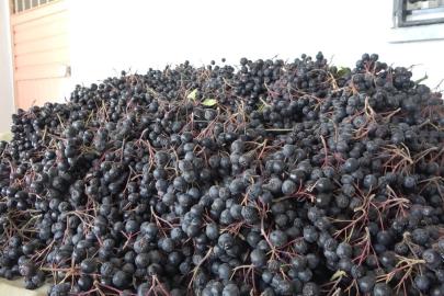 Osmaniye’de oğlunun tavsiyesiyle aronya yetiştirdi, reçelini 400 liradan satıyor