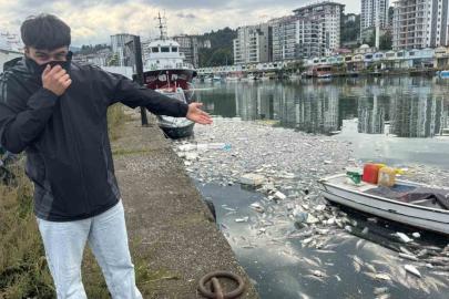 Palamut bolluğu çileye dönüştü, liman balık çöplüğüne döndü