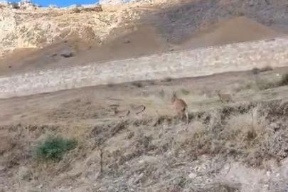 Palu’daki tarihi kalede dağ keçileri görüldü