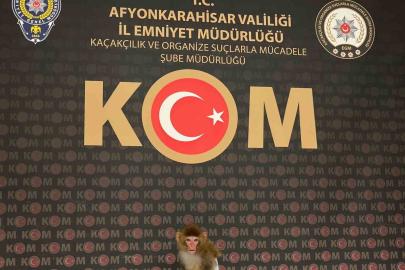 Polis yaptığı baskında nesli tükenmekte olan maymun yakaladı