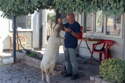 Şanlıurfa’da bekçi ile kuzunun sıra dışı dostluğu hayrete düşürüyor