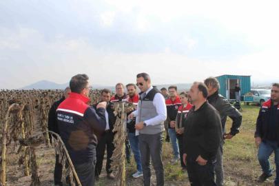 Selim’de 80 dönümlük tarlada ayçiçeği hasadı